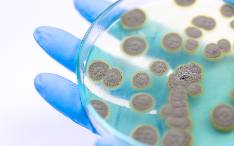 Laboratory mold culture Laboratory mold culture