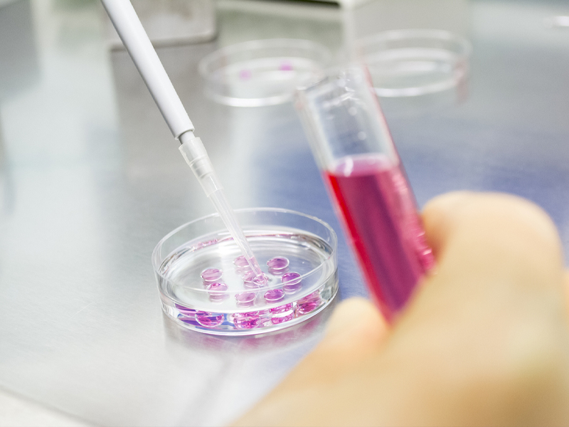 Cell culture (1) Cell culture (1)