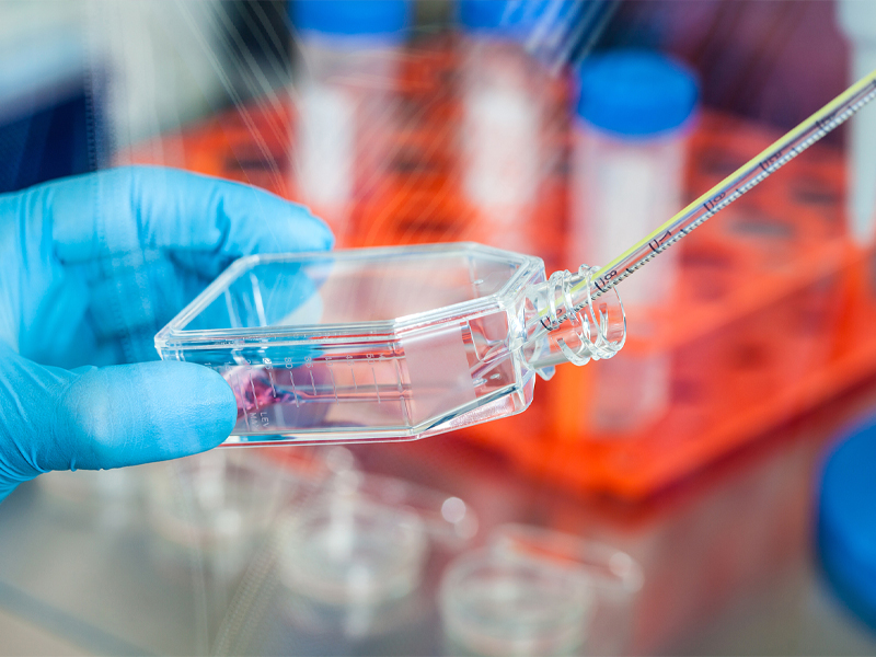 Cell culture (4) Cell culture (4)