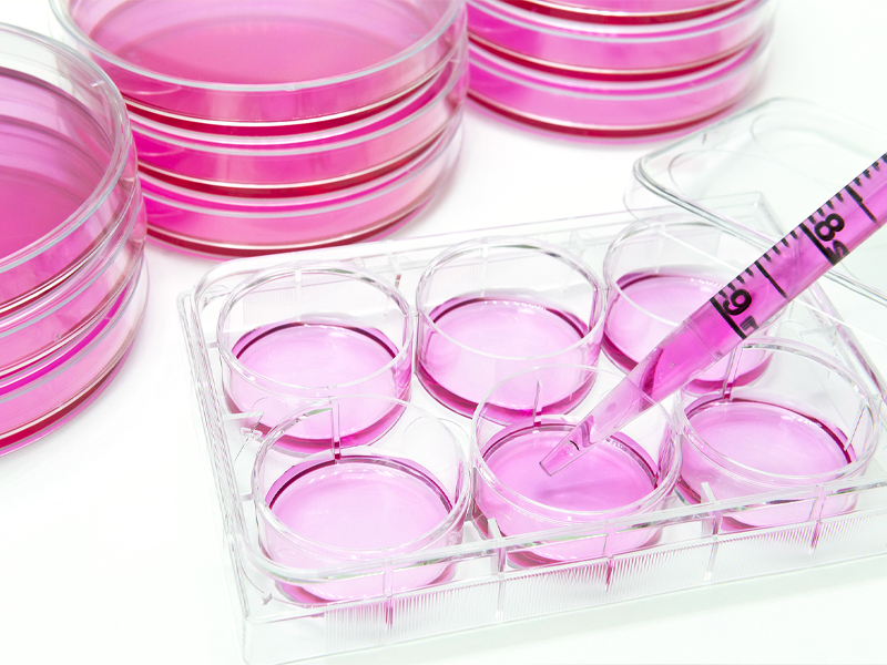 Cell culture (3) Cell culture (3)