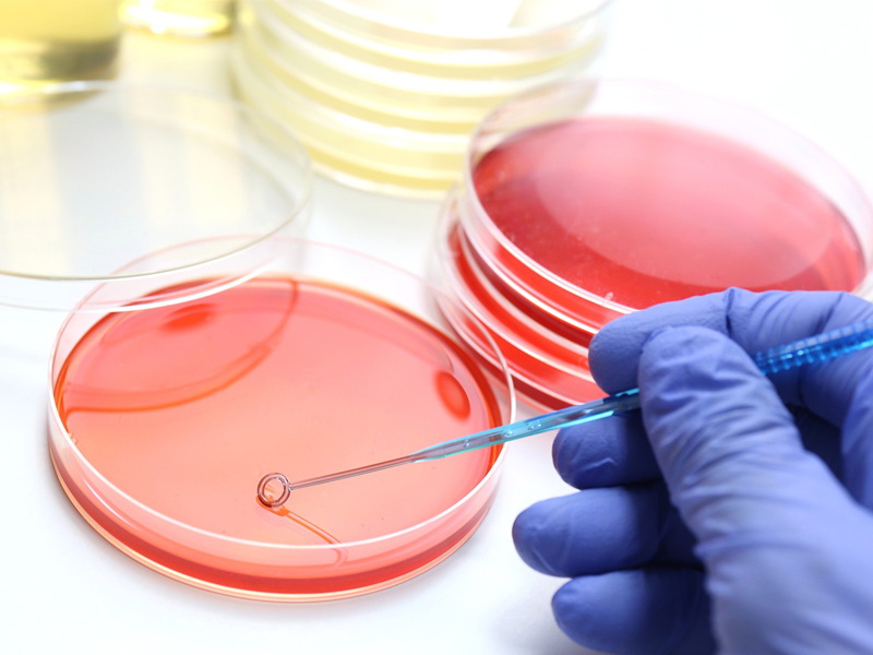 Cell culture (2) Cell culture (2)